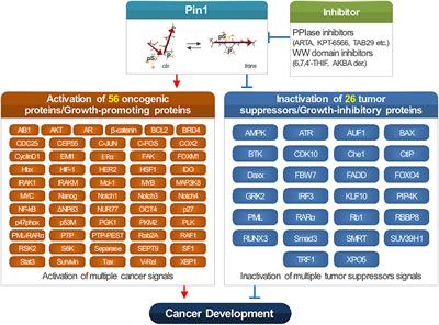 Function of PIN1 in Cancer Development and Its Inhibitors as Cancer Therapeutics